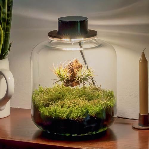 Jardin en Botella Terrario Plantas Vidrio Transparente Tapa con Foco LED | Kit Jardin en Botella Todo Incluido Plantas de Aire Naturales en Raiz de Olivo : Amazon.es: Jardín